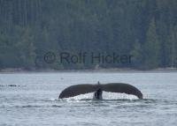 Humpback whale Tail on a whale watching trip on Northern Vancouver Island