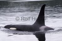 Orca Picture taken on a whale watching tour on Vancouver Island