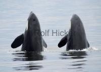 Two spyhopping Orcas (Killer whales) seen on a whale watching tour.