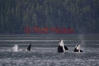 Orca whales spyhopping and checking out a whale watching tour on Northern Vancouver island, BC