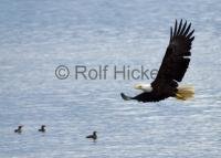 Stock Pictures of Bald Eagles