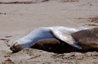 Two Hooker Sea Lions cuddling on the beach in Molyneux Bay in Otago on the South Island of New Zealand.