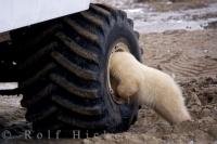 A priceless picture of a Polar Bear cub being very curious and trying to find out what is in the inside of the wheel well on a tundra buggy in Churchill, Manitoba in Canada.