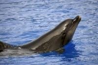 The elongated upper and lower jaws of the bottlenose dolphin is what gives this cute animal its name.