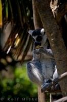 After snatching up a morsel of food, this cute lemur took to a tree to enjoy its afternoon snack.