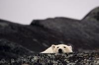 Peering over a rock, a cute polar bear keeps an eye on his visitors while resting in Hudson Bay near Churchill in Manitoba, Canada.