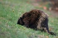 A cute little porcupine spends his day sniffing around the green grass in Nova Scotia, Canada.