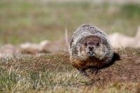 A cute, furry little Woodchuck, native to Labrador, spends some time on the field near Point Amour Lighthouse in Southern Labrador, Canada.