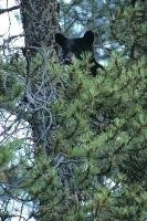 This cute young Black Bear peers out from behind the branches of a tree in the Rocky Mountains of Alberta, Canada.