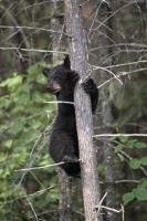 Often mother black bears will send their cute cubs up trees for protection, while they hunt for food.