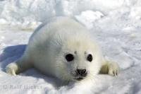 I spent a few minutes with this cute little white coat harp seal during a visit to the ice floes on the Gulf of St Lawrence near Prince Edward Island.