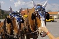 Horses in the village of Karlstein in the Czech Republic in Europe will tour you around in horse drawn buggies.