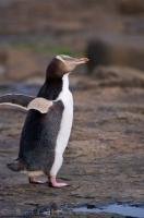 When penguins come ashore, as well as preening themselves and checking out their surroundings they also move like they are dancing.