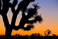 A joshua tree is silhouetted by sunset along with the surrounding desert landscape of Joshua Tree National Park in California, USA.