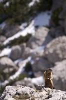 A cute little marmot perched on top of the rocks in the Dolomite mountains near Falzarego Pass in Italy, Europe.