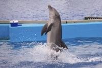 A Bottlenose Dolphin at the L Oceanografic at the City of Arts and Science in Valencia, Spain enjoys to dance for the crowds.