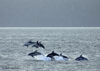 Stock of Dolphin Photos, Pacific White Sided Dolphins
