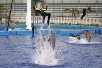 The trainers love to play with each dolphin that resides at the aquarium in the city of Valencia, Spain in Europe.