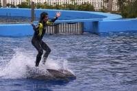 A dolphin ride is something which many people will never encounter in their lifetime, like this trainer at the L'Oceanografic in Valencia, Spain.