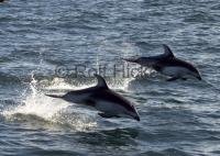 Photo of jumping white sided Dolphins off the British Columbia coast