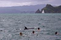 Tourists love to get the thrill of a lifetime and spend their day swimming with the dolphins off the North Island of New Zealand.