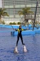A trainer balances on top of the noses of the Bottlenose Dolphins at the L'Oceanografic in Valencia, Spain in Europe.