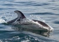 Pacific White Sided dolphins are Ocean Animals found around Northern Vancouver Island in British Columiba.