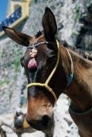 A portrait of a cute donkey in the streets of Fira, the capital of Thira, an island in Santorini, Greece.