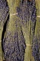 Spikes of lavender flowers are dried and presented in bunches for sale at the Cours Saleya in Nice, Provence, France.