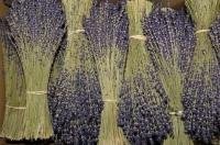 A beautiful fragrance wafts in the air near these bundles of dried lavender.