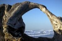 A well weathered piece of driftwood frames the Pacific Ocean waves along the Oregon Coast, USA.