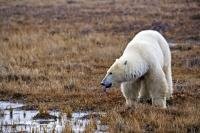 A large polar bear drinks from a still ice-free pond near the shores of Hudson Bay in Manitoba, Canada.