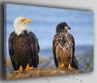 Eagle Generations