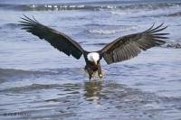 A fully grown Bald Eagle is hunting a fish, photographed near Vancouver Island, British Columbia, Canada