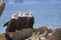 Funny picture of Bald Eagles birds sitting on driftwood along the beach.