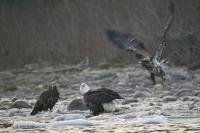 Stock Photo of Bald eagles feeding on fish
