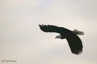 Stock photo of an American Bald Eagle in Brackendale near Squamish
