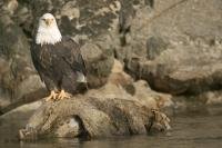 Stock of Big Pictures of Bald Eagle perched on a tree root