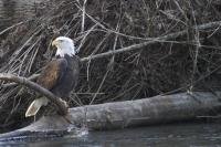 Stock Photos of Bald Eagles perched on branches near a river