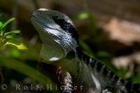 This creature is part of the lizard family and is known as the Eastern Water Dragon which can be examined at the Auckland Zoo in New Zealand.