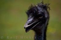A head picture of the Emu at the Auckland Zoo in New Zealand, making this bird appear as being rather strange looking.