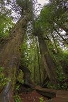 The Rainforest Trail in Pacific Rim National Park's Long Beach Unit is like walking through an enchanted, magical forest with tall trees, moss laden roots, and lush green foliage. Pacific Rim National Park is situated on the West Coast of Vancouver Island