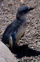 The cutest of all the penguins is the Blue Penguin or Eudyptula Minor which can be found around inshore waters in temperate seas, but this one resides at the Auckland Zoo in New Zealand.
