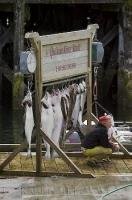 Residents of Winter Harbour on Northern Vancouver Island use the scales on the pier for all the fish caught during the salmon season.