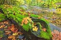 Crisp, lush green moss covers a fallen log on the banks of the river in the pristine Goldstream Provincial Park in Southern Vancouver Island, BC, Canada. During fall the green of the moss contrasts sharply with the colourful leaves.