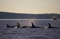 A family portrait taken of killer whales travelling through the waters off Northern Vancouver Island in British Columbia, Canada.