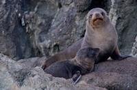 A cute New Zealand Fur Seal family spends a short reunion atop the rocks at Cape Palliser on the South Island of New Zealand.