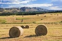Round hay bales dot a paddock in the rolling farmland along State Highway 70 on the South Island of New Zealand.