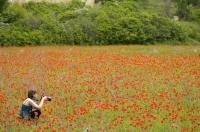 The Gorges du Verdon opens up to meadows and fields of bright red poppies.