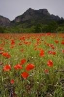 The cliffs of Gorges du Verdon tower above a field of wild red poppies in the Alpes de Haute, Provence, France.